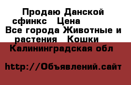  Продаю Данской сфинкс › Цена ­ 2 000 - Все города Животные и растения » Кошки   . Калининградская обл.